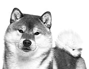 ジャイアント ジュニア (超大型 子犬用 ドライ）【マイ ロイヤルカナン