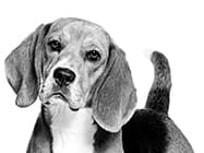 柴犬（成犬用 ドライ） | Royal Canin jp-shop