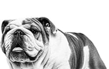 ジャイアント ジュニア (超大型 子犬用 ドライ）【マイ ロイヤルカナン