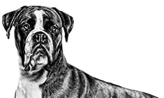 柴犬（成犬用 ドライ） | Royal Canin jp-shop