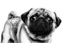パグ （成犬～高齢犬用 ドライ） | Royal Canin jp-shop