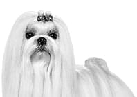 パグ （成犬～高齢犬用 ドライ） | Royal Canin jp-shop
